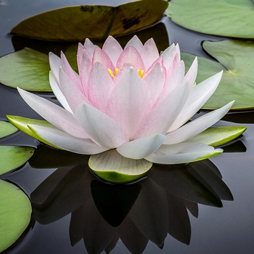 Is Thai Massage Healthy? Benefits and Risks