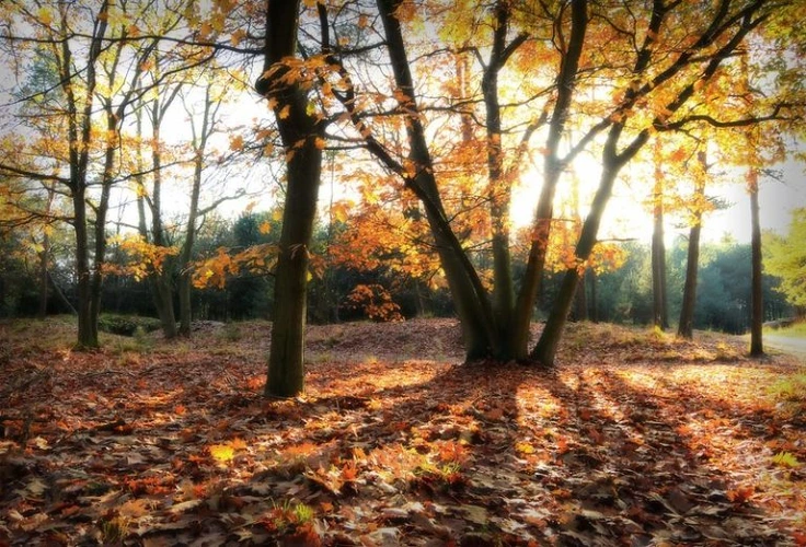 Municipality - Kapellen